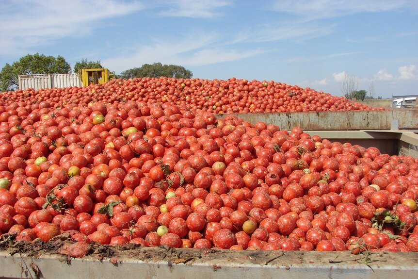 Tomatoes just after harvest in northern Victoria.