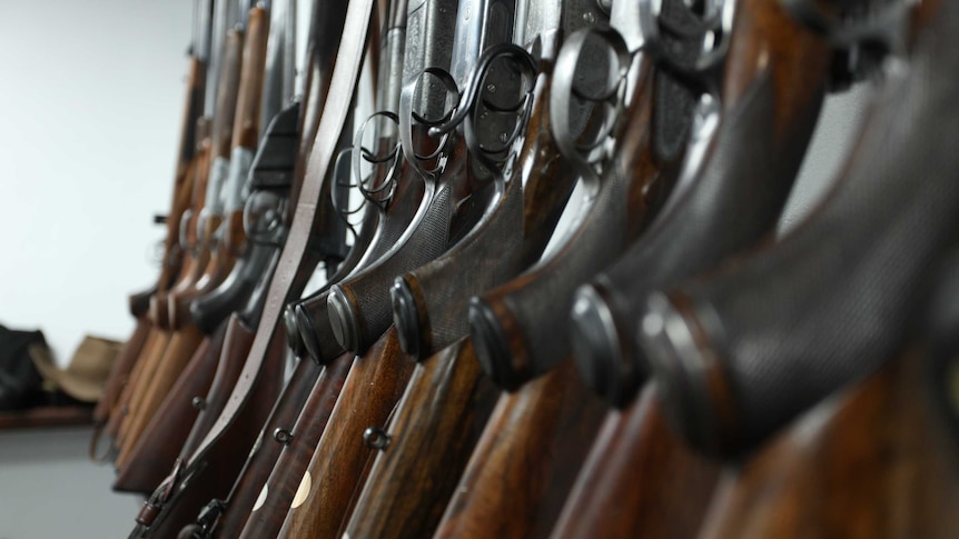 A row of guns lined up in a collector's home.
