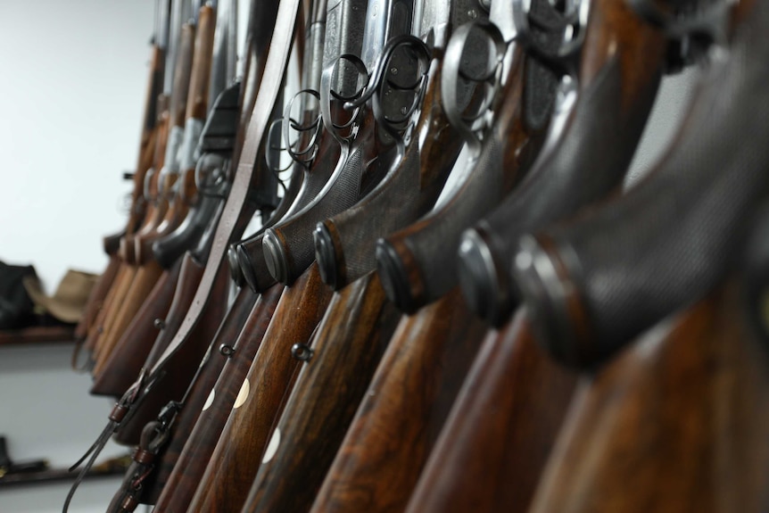 A row of guns lined up in a collector's home.