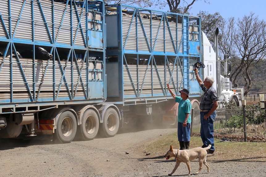 Chesley and Del Priebbenow wave at truck full of their herd of dairy cows.