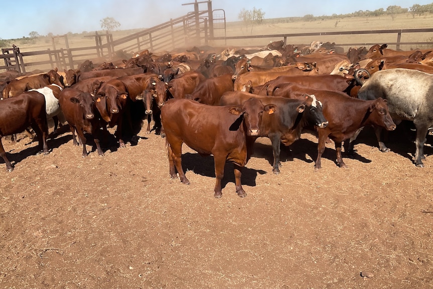 Red cattle standing in a dusty yard. 