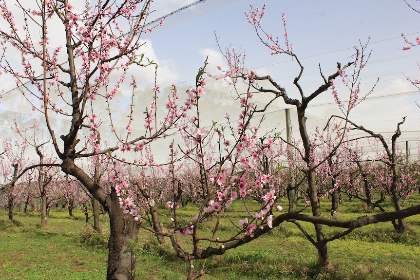 A nectarine orchard under netting filled with pink flower blossoms.
