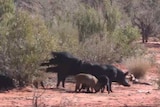 A group of feral pigs eat 1080 poison.