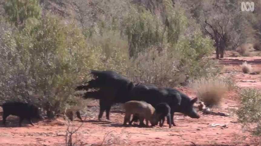 A group of feral pigs eat 1080 poison.