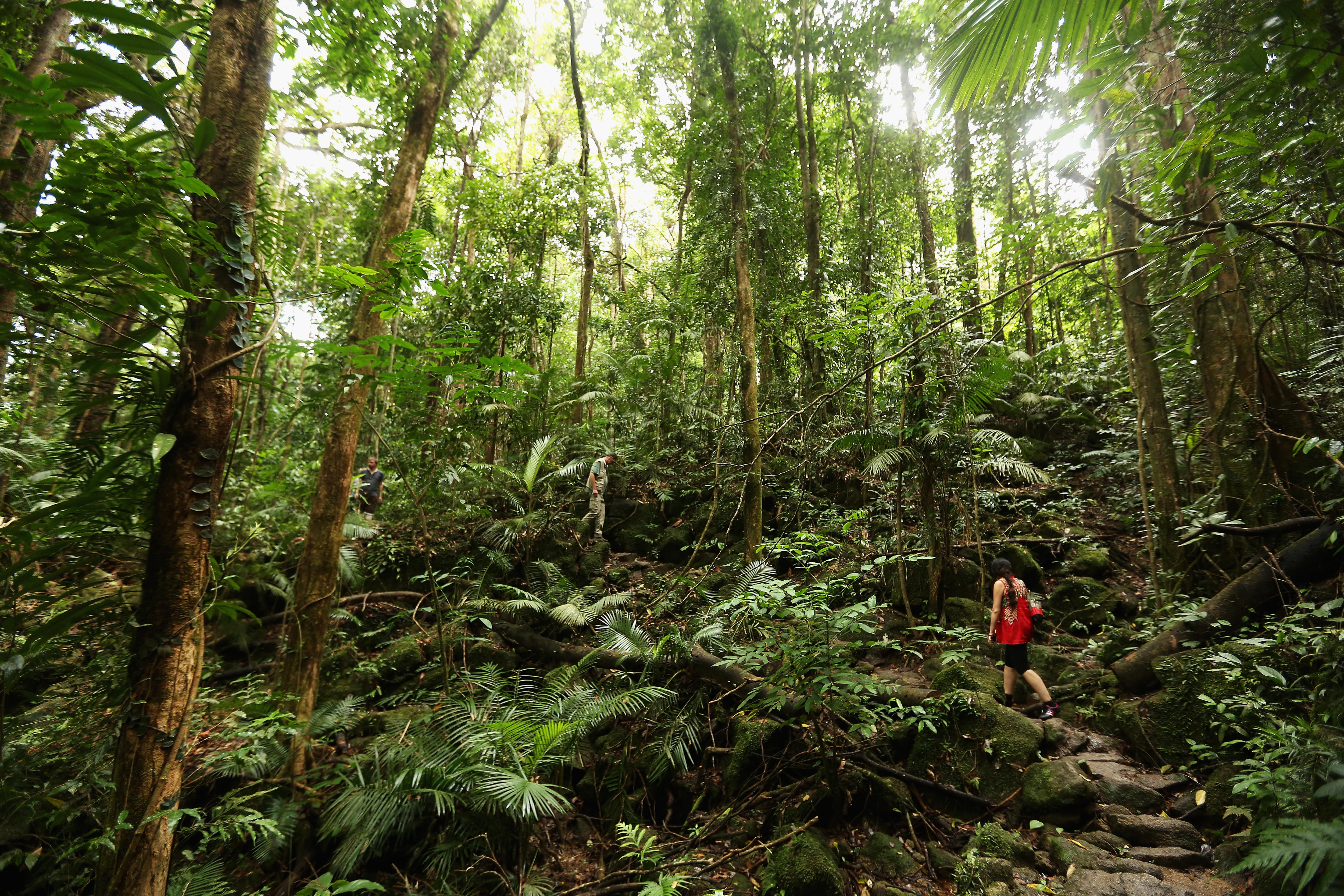 A walker walking between towering tropical rainforest trees.