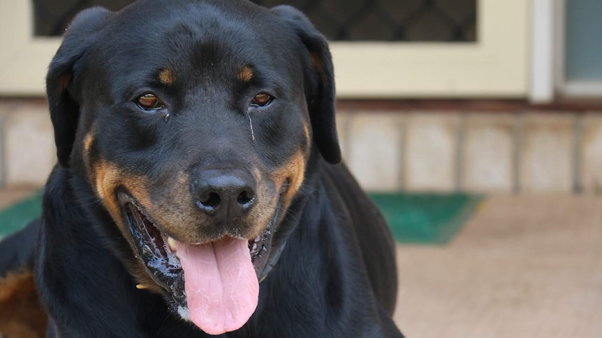 Rottweiler Griffin lays in front of his brick home with his mouth open and sleep in his eyes.