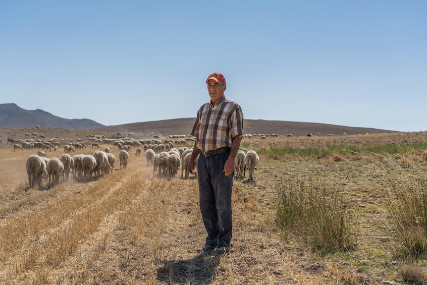 A man in jeans, a plaid shirt and orange cap stands in front of a flock of sheep grazing