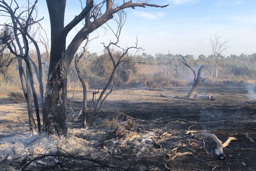 A burnt tree in the foreground with burnt ground and smoke rising
