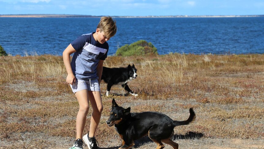 A young boy plays soccer with his dogs with the ocean in the background