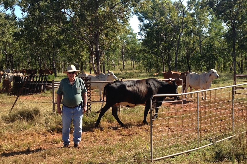 Jim Forscutt standing in front of some cattle at his farm near Katherine, NT