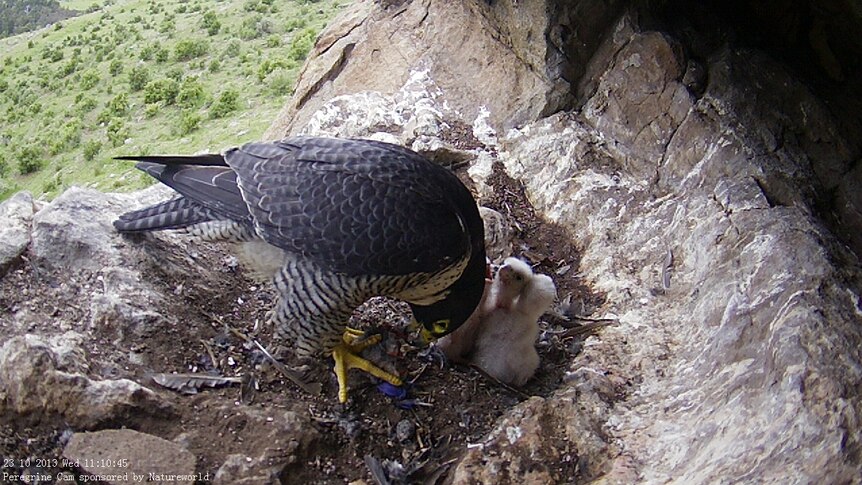 The female peregrine feeds a green rosella to its chicks at the nest.