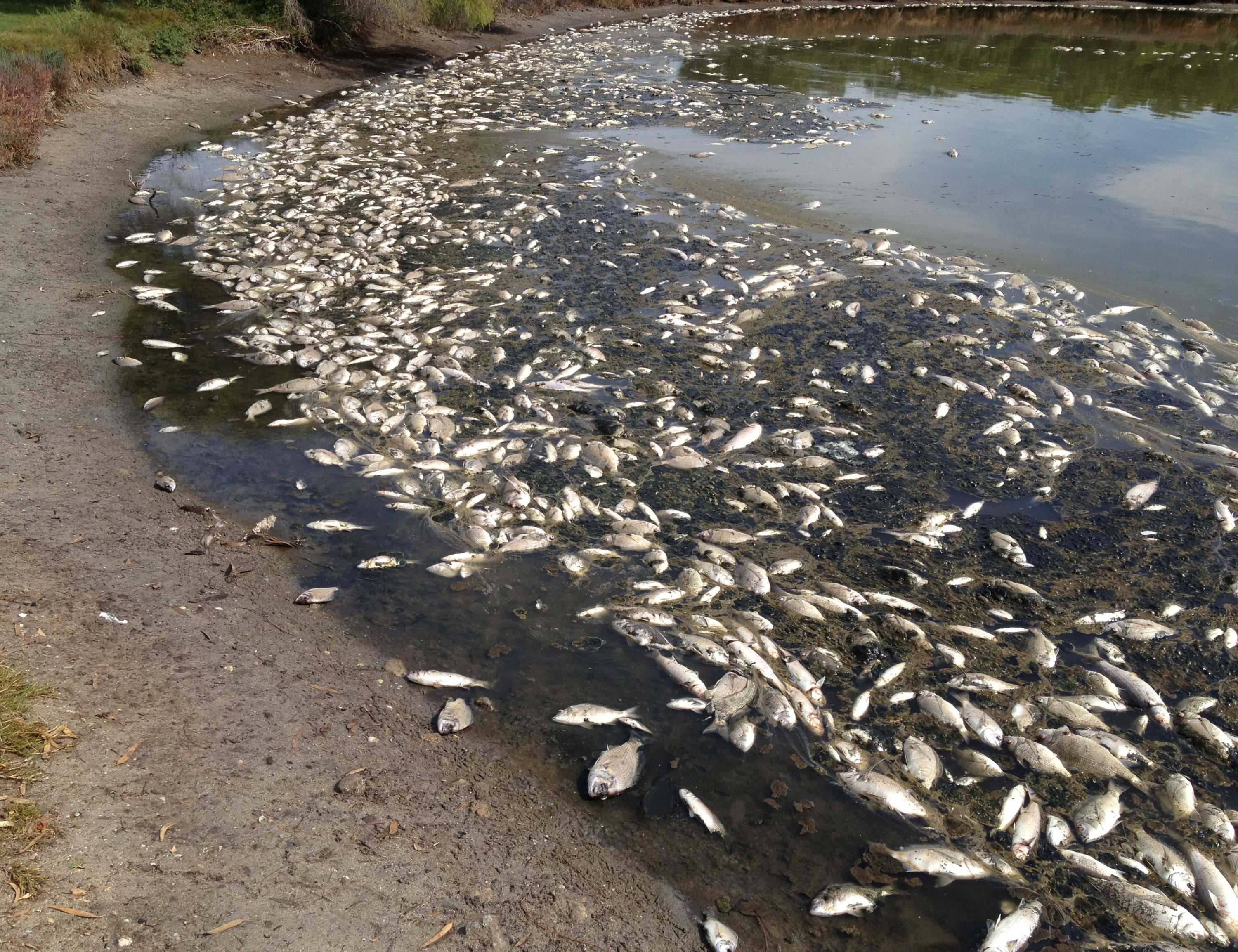 Рыбу травят. Массовая гибель рыбы при разливе нефти. Рыбу травят. Канадская экологическая катастрофа 1962. Рыбу травят.