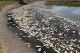 Dead fish in Vasse estuary