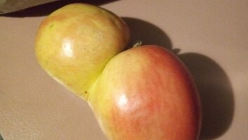Conjoined apples sit on a kitchen bench.