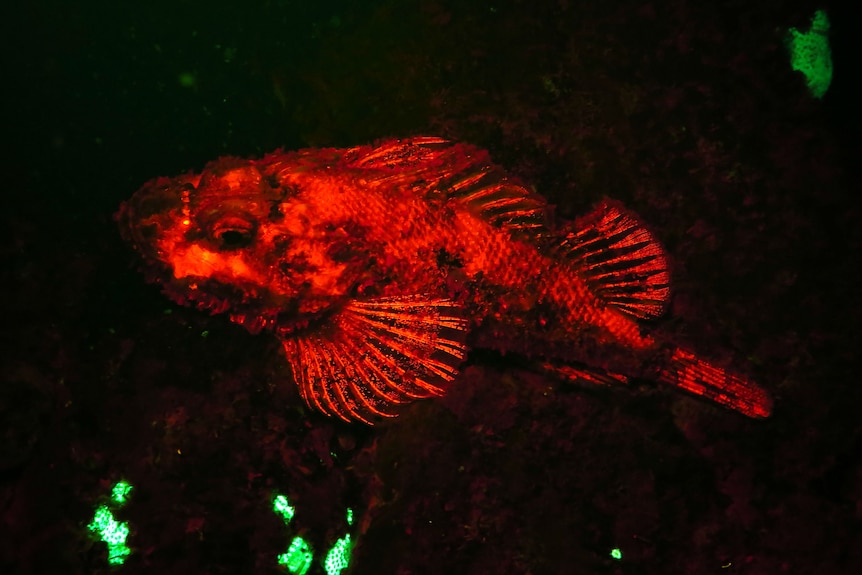 A biofluorescent Scorpaenopsis.