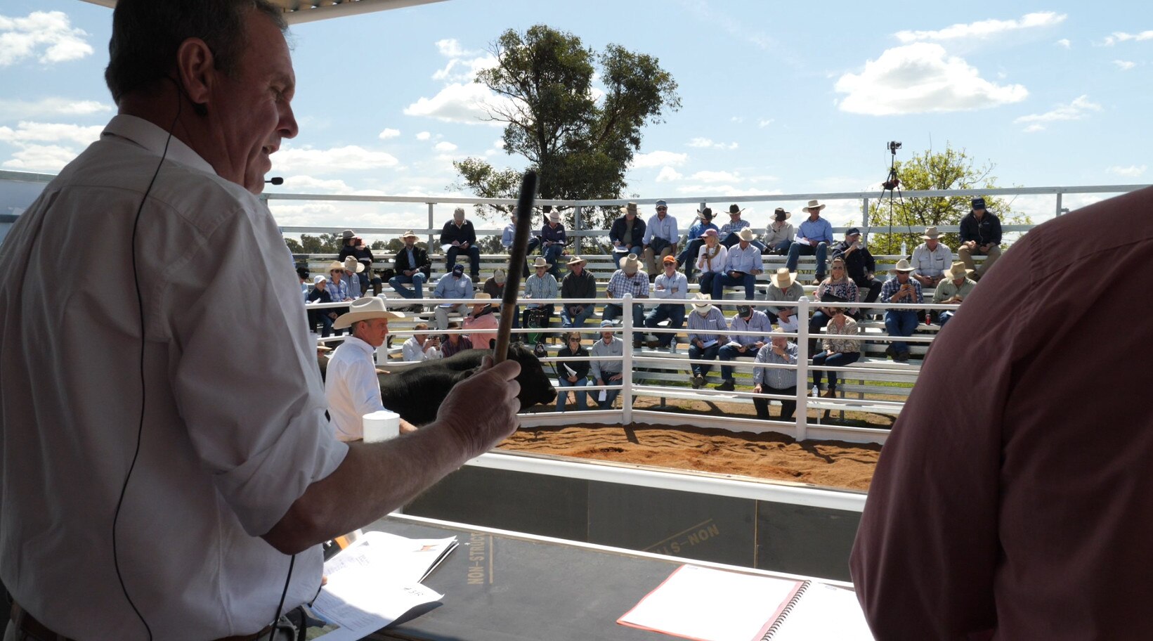 Australia's historic Goonoo Goonoo Station sees stud cattle fill its ...