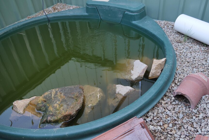 man made pond with rocks and hiding places for frogs