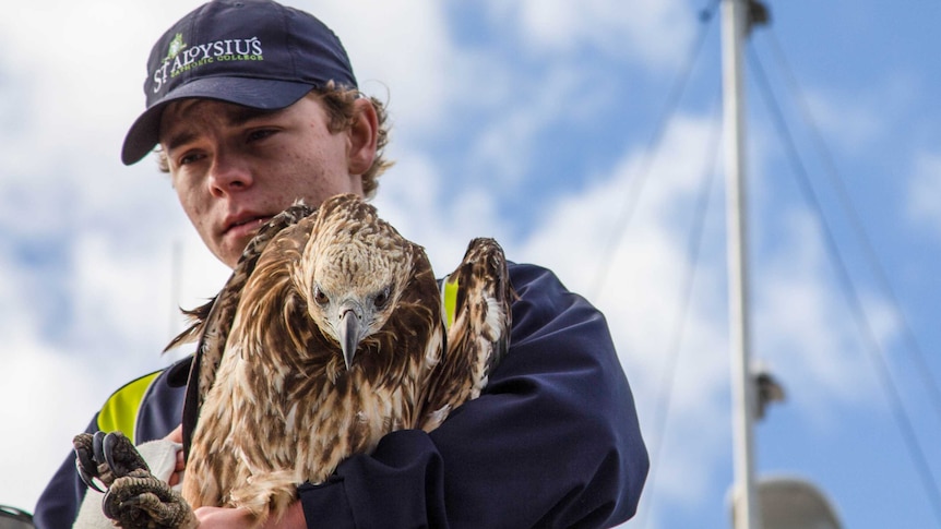 A sea eagle being prepared for release