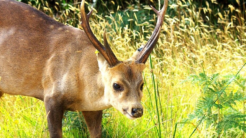 a deer looks past the camera in a paddock. 