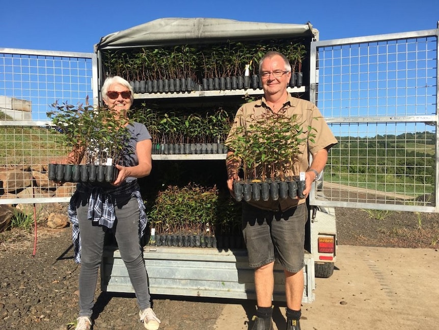 Linda Sparrow and Mark Wilson holding trays of seedlings donated from the NSW Forestry Corporation.