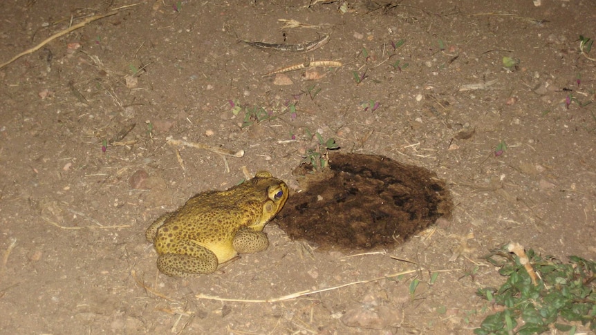 A cane toad eats a dung beetle in a cow pat