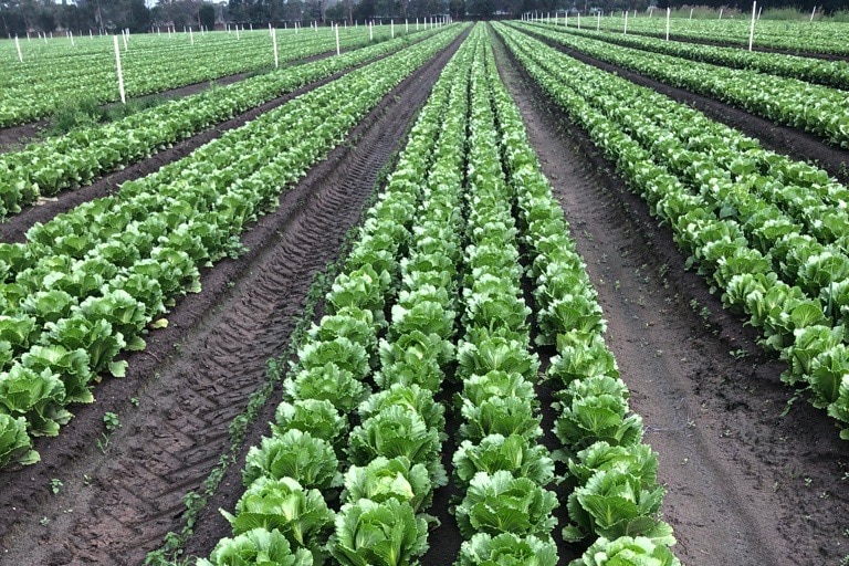 rows of cabbages growing