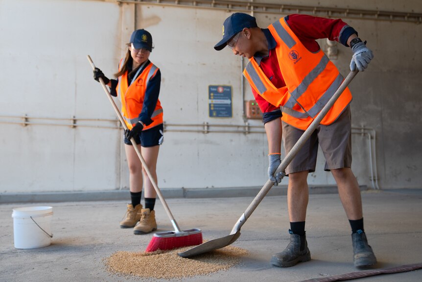 A young man and woman in high vis vests shovel grain.