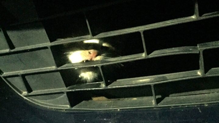 Honda peering through car's front grille