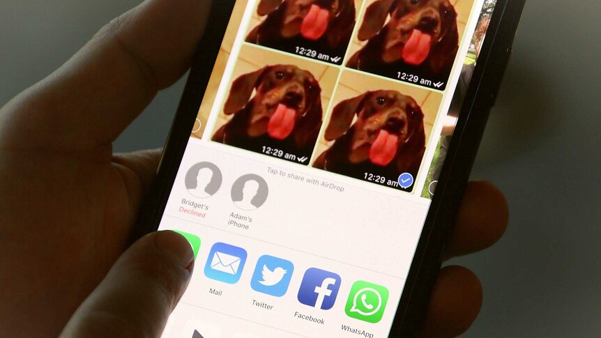 Man holding a phone trying to send a meme of a dog through AirDrop