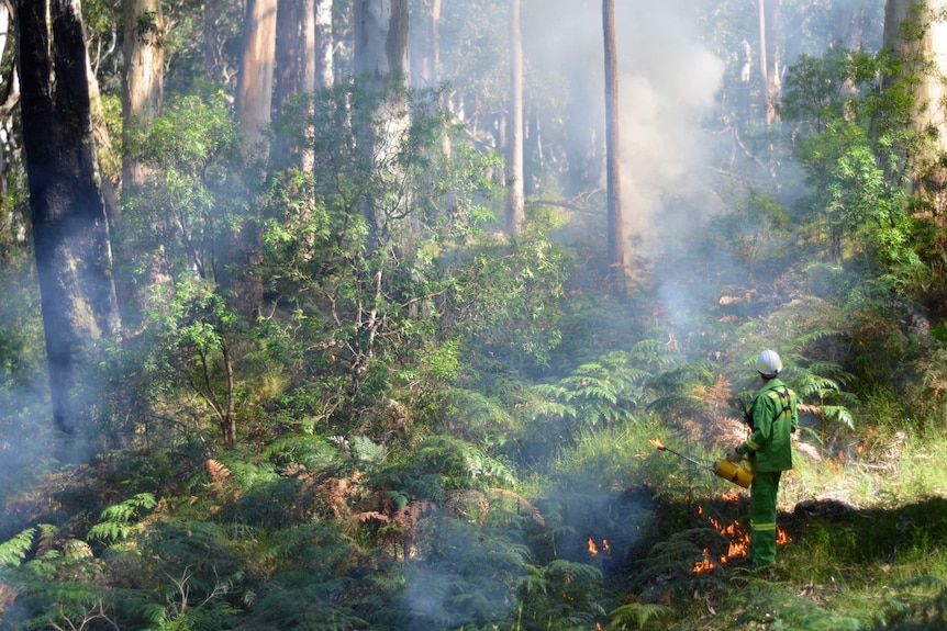 A firefighter (dressed in green) lighting small fires on a ridge near the Kennett River in western Victoria.