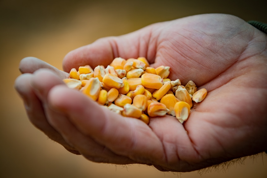 A close up of the grain given to the sheep when there's not enough food.