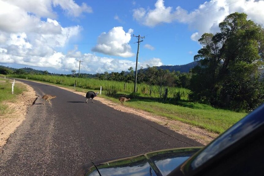 An adult cassowary and two chicks cross a single lane road in far north Queensland.