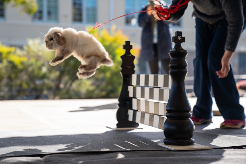 Rabbit hopping over a jump obstacle.