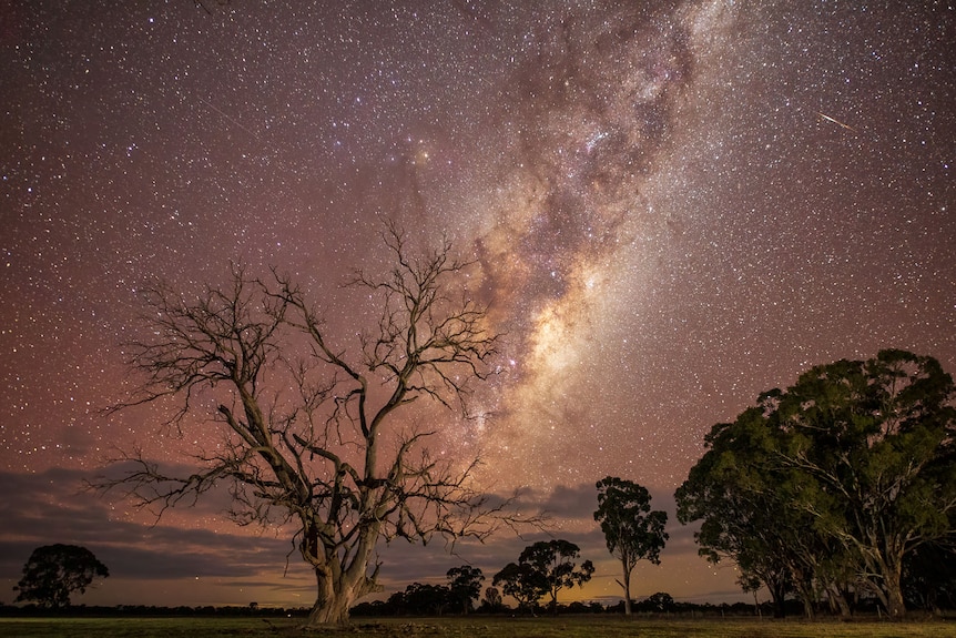 A bare tree sits under a pink starry sky at night.
