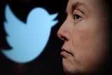 Twitter logo and a photo of Elon Musk are displayed through magnifier in an illustration.