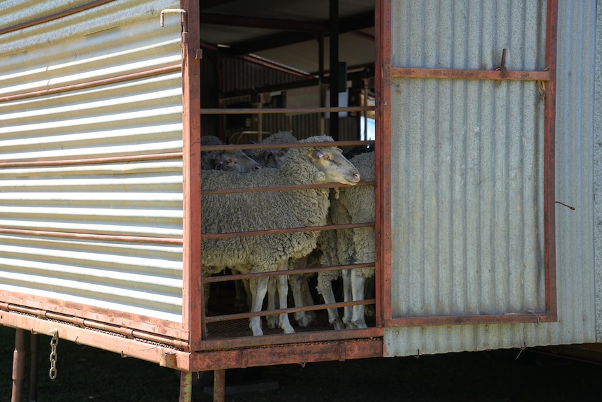 a sheep in a shed 