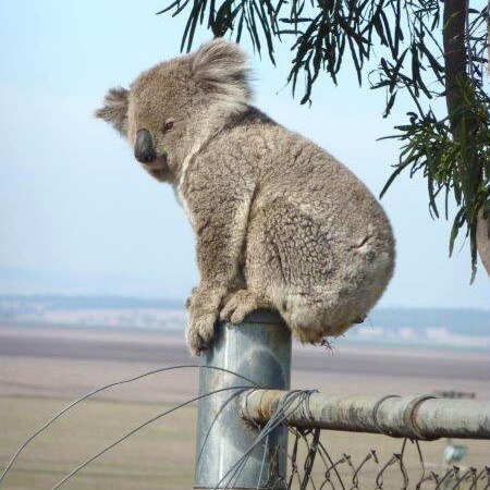 A Koala near Liverpool Plains, NSW