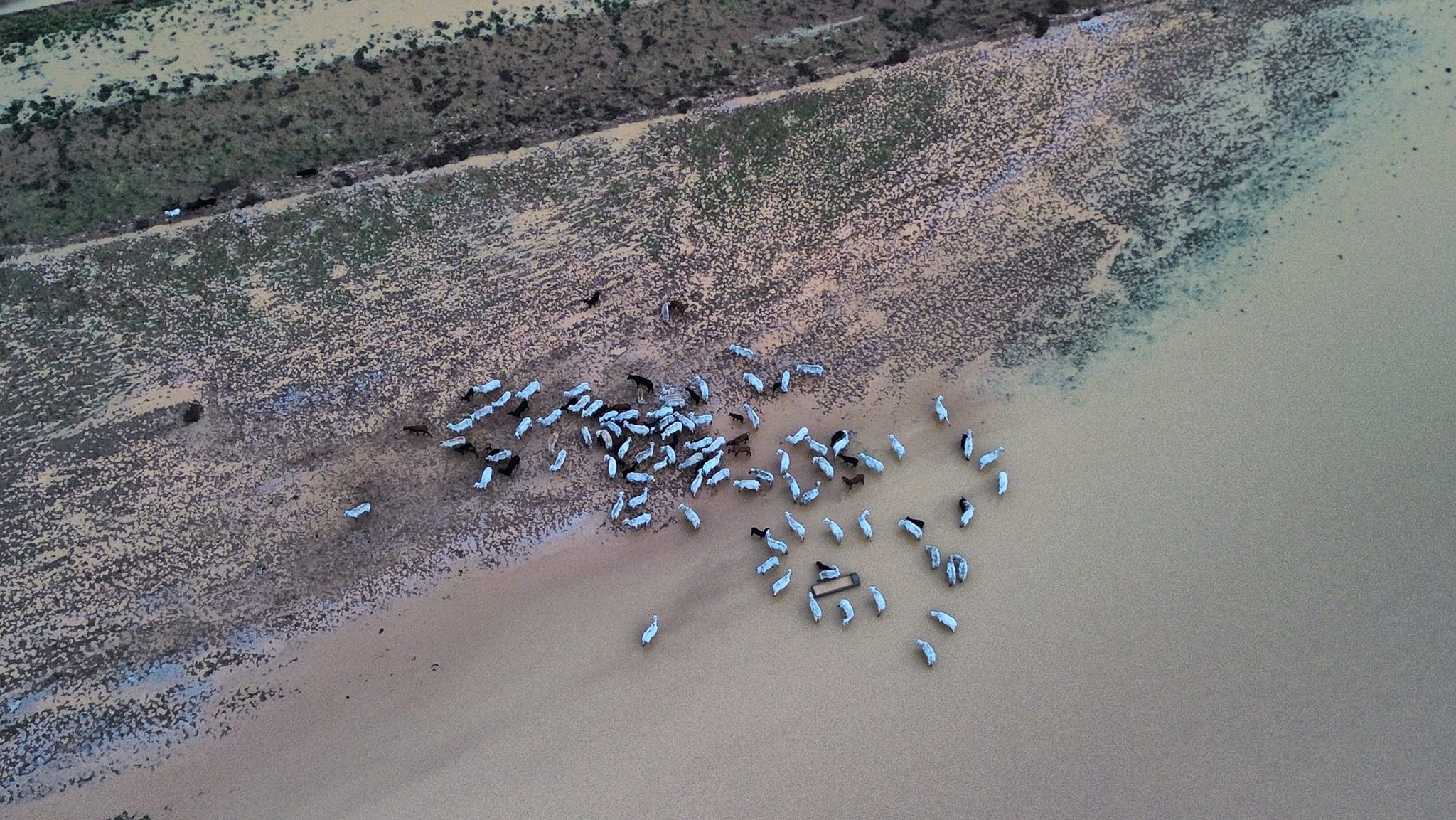 Cattle moving to dry land with some still in murky flood water