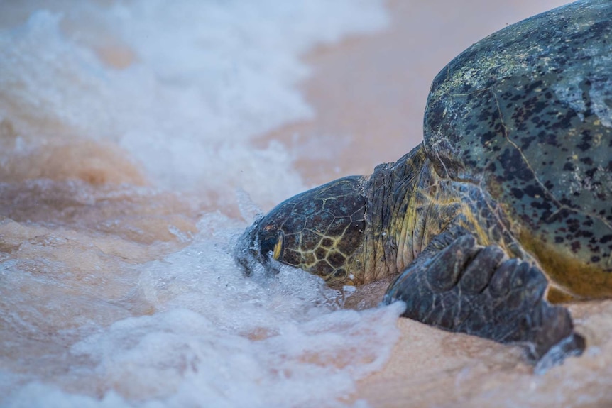 A turtle makes its way through the sand on Raine Island