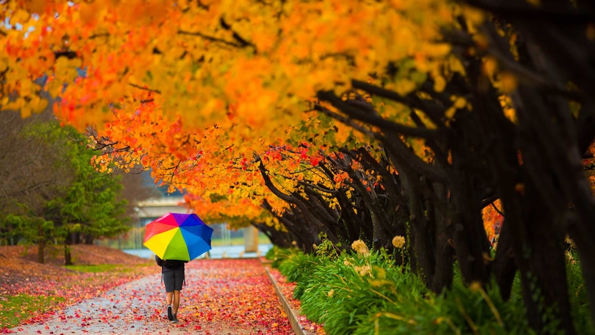 A brightly coloured umbrella amongst a row of trees.