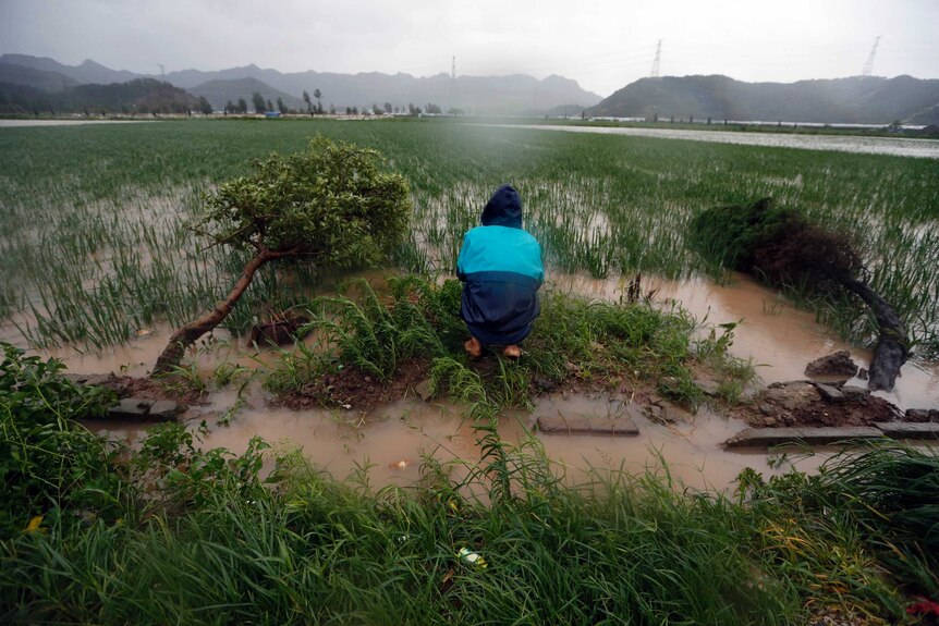 Farms flooded by Typhoon Chan-hom