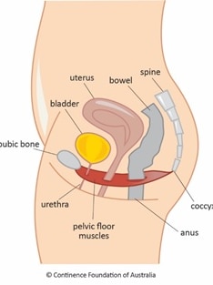 Diagram of the female pelvic floor for a story on kegel exercises