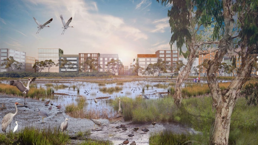A digital render of a wetland with urban buildings behind it.