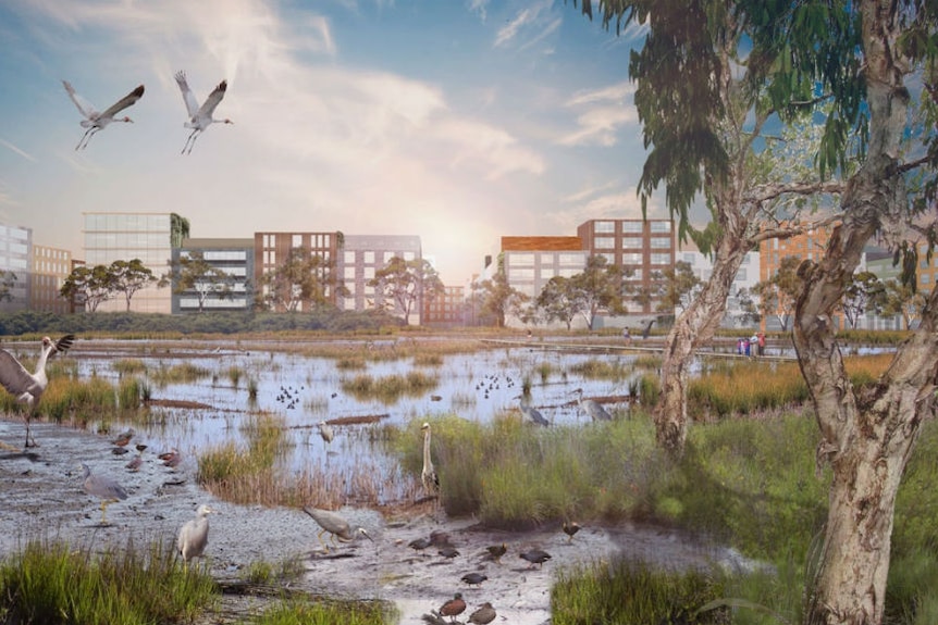 A digital render of a wetland with urban buildings behind it.
