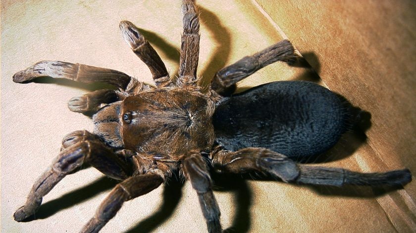 A Selenocosmia Stirlingi spider (tarantula) found in Townsville in 2004.