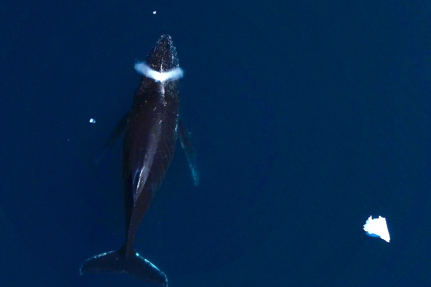 whale in water