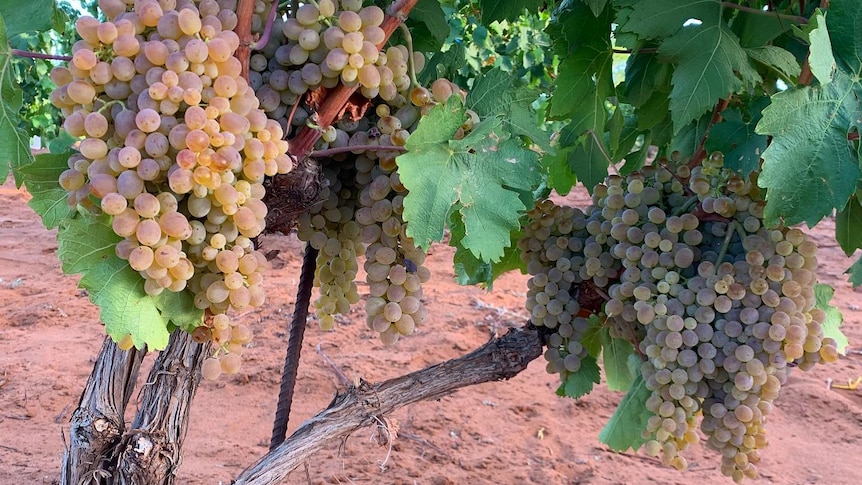White wine grapes hanging from a bush vine