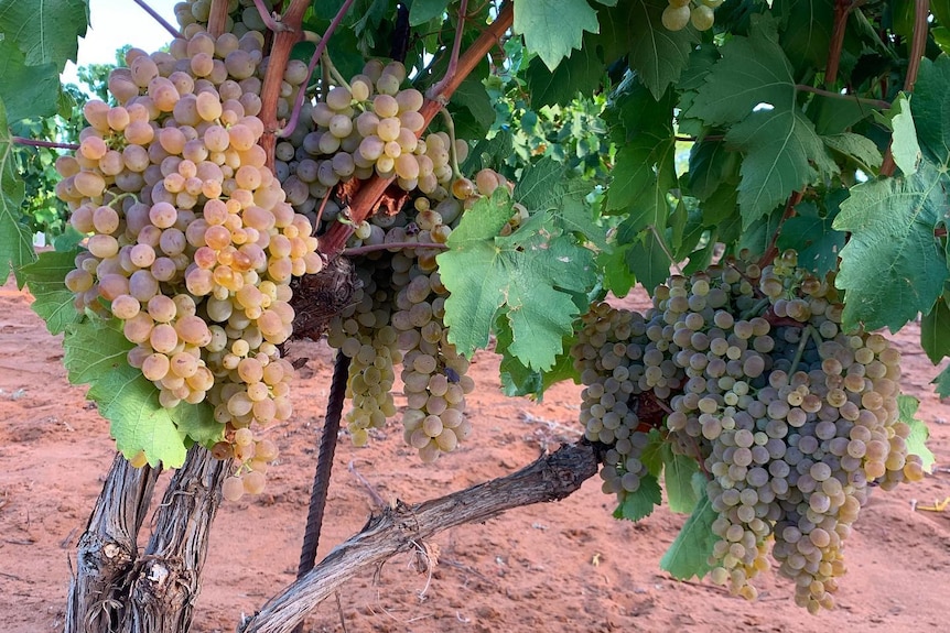 White wine grapes hanging from a bush vine