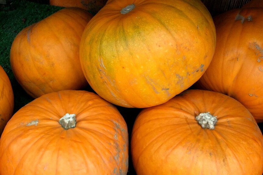 Stroud is holding its inaugural Pumpkin Festival this weekend.