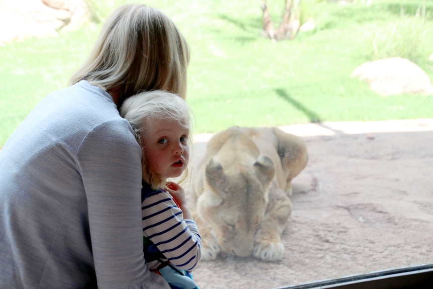 A mother holds her young daughter up to the window of a lion enclosure, the lion in the background is eating.